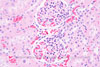 Kidney (40x) microscope adapter sample image