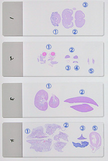 SP51 rat whole organ HE-stained slide group 1