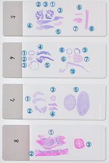SP51 rat whole organ HE-stained slide group 2